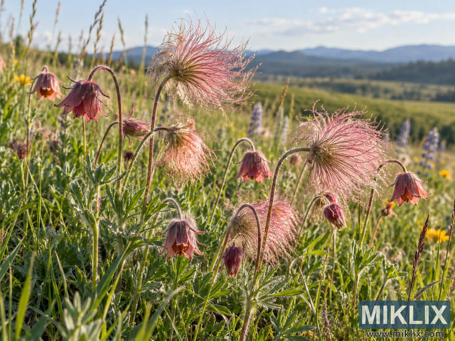 Prairie smoke wildflowers with drooping pink blooms and feathery pink seed heads in a sunlit meadow, with distant blue-gray mountains. Prairie smoke wildflowers with drooping pink blooms and feathery pink seed heads in a sunlit meadow, with distant blue-gray mountains.