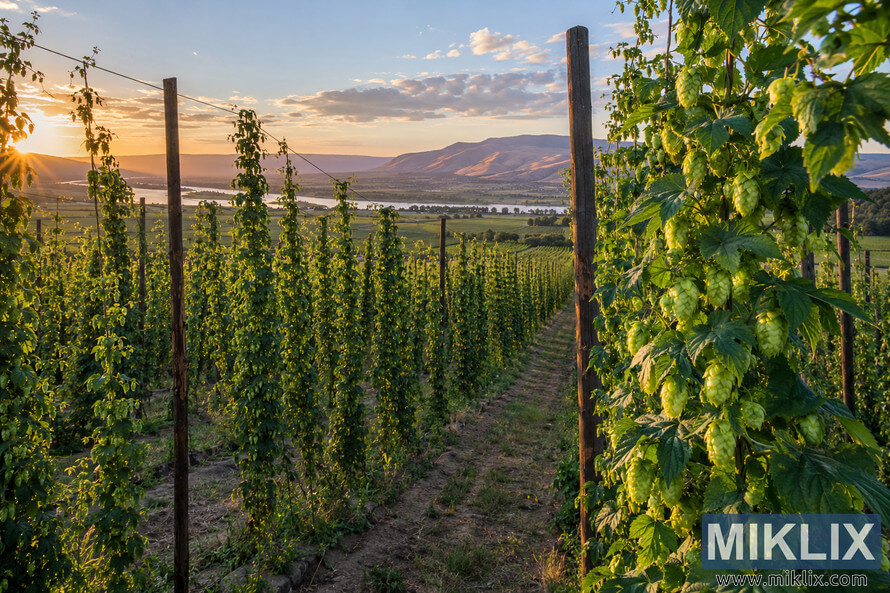 Golden-hour landscape of a Yakima Valley hop farm, with mature green hop cones and leafy bines climbing tall trellises above orderly field rows, overlooking water, patchwork farmland, dry hills, and a cloud-dappled blue sky. Golden-hour landscape of a Yakima Valley hop farm, with mature green hop cones and leafy bines climbing tall trellises above orderly field rows, overlooking water, patchwork farmland, dry hills, and a cloud-dappled blue sky.