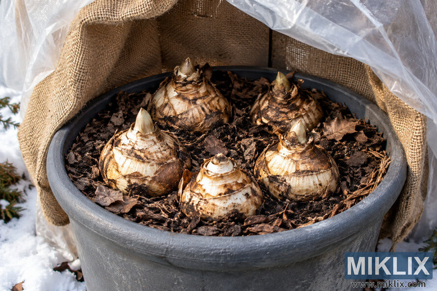 Five exposed bulbs in a dark gray planter protected by burlap and translucent plastic, with snow surrounding the container. Five exposed bulbs in a dark gray planter protected by burlap and translucent plastic, with snow surrounding the container.