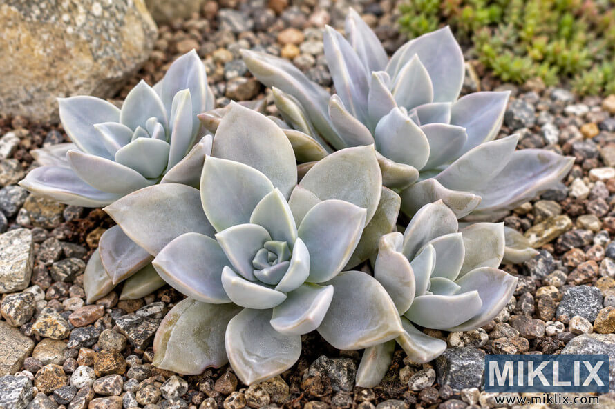 Close-up of pale silver-gray and lavender succulent rosettes growing among coarse multicolored gravel and stones. Close-up of pale silver-gray and lavender succulent rosettes growing among coarse multicolored gravel and stones.