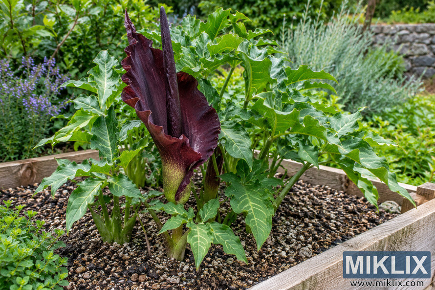 Dark burgundy-purple arum-like flower with lobed green leaves growing in gritty, well-drained soil in a weathered wooden raised bed.