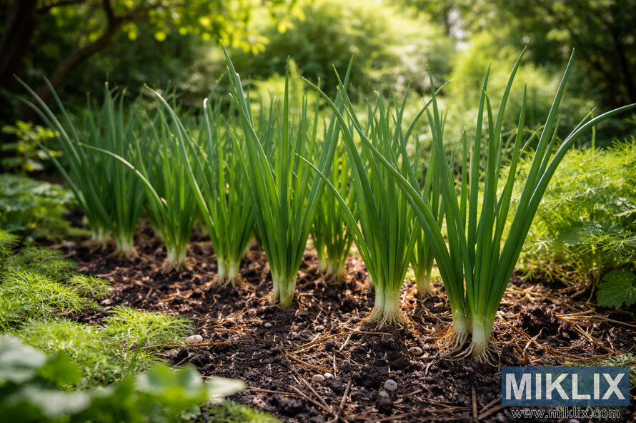 Healthy scallions growing in dark soil with straw mulch in a partially shaded garden, surrounded by soft greenery and dappled sunlight.