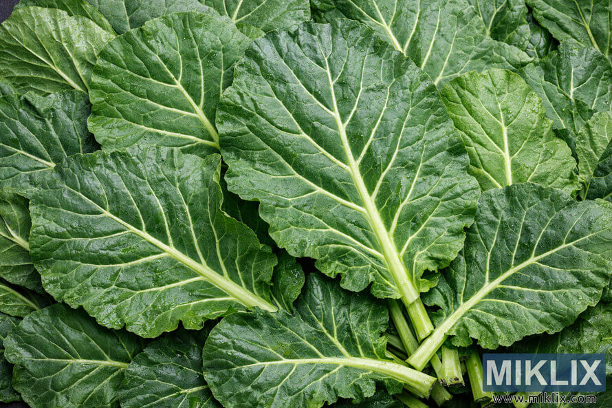 Close-up of fresh collard greens leaves showing deep green color, crisp texture, and visible veins. Close-up of fresh collard greens leaves showing deep green color, crisp texture, and visible veins.