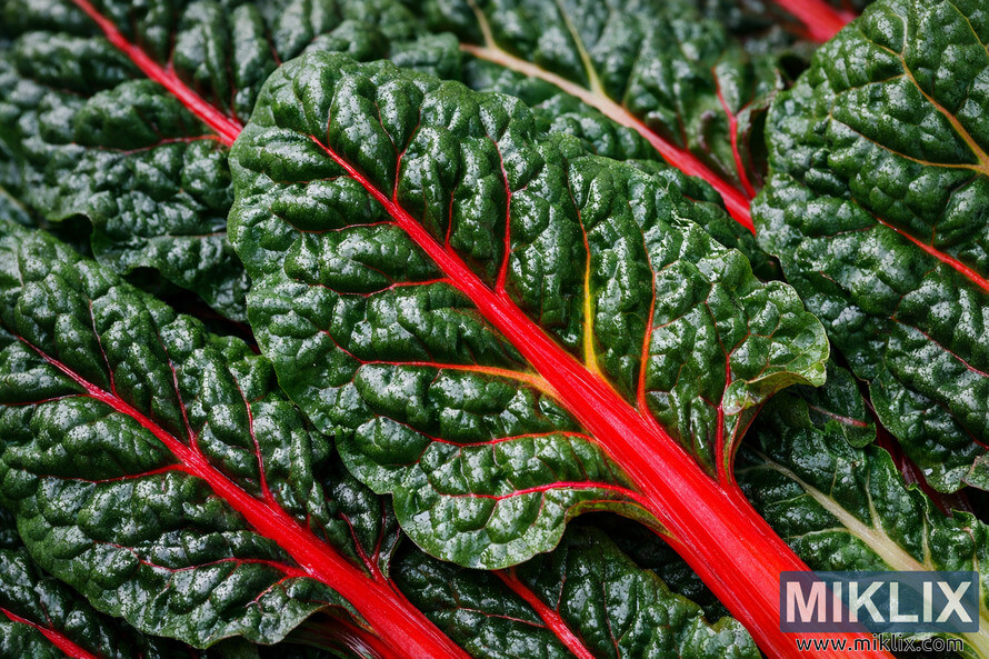 Close-up photograph of fresh Swiss chard leaves showing deep green color, red veins, and water droplets on the textured surface.