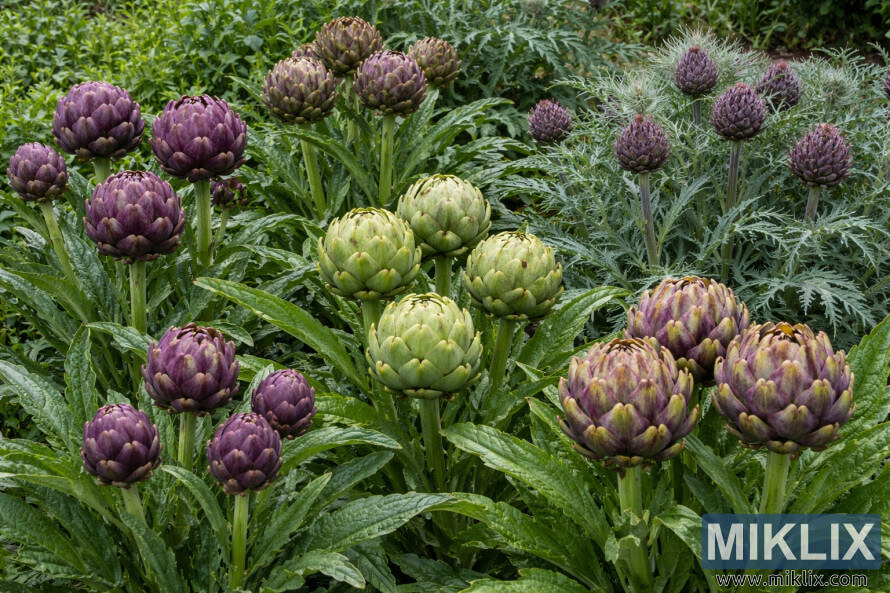 Several artichoke varieties growing side by side, showing green and purple buds with distinctive leaf shapes in a lush garden setting.