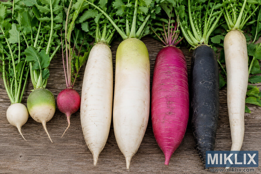 Large winter radish varieties, including several white daikon roots alongside pink, purple, green-and-white, and small white radishes, arranged in a row with leafy green tops on a rustic wooden tabletop under soft natural light.