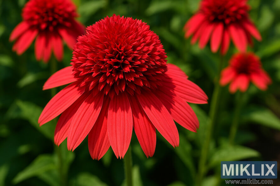 Ù
ÙØ³Ù
گرÙ
ا Ú©Û Ø³Ø¨Ø² پس Ù
ÙØ¸Ø± Ù
ÛÚº Ù
ØªØØ±Ú© ÚØ¨Ù سرخ Ù¾ÙÙ
Ù¾ÙÙ
Ú©Ú¾ÙØªÛ ÛÙØ¦Û ÚØ¨Ù سکÙÙ¾ کرÛÙ Ø¨ÛØ±Û Ú©ÙÙÙÙÙØ± Ú©Û Ú©ÙÙØ² اپ تصÙÛØ±Û Ù
ÙØ³Ù
گرÙ
ا Ú©Û Ø³Ø¨Ø² پس Ù
ÙØ¸Ø± Ù
ÛÚº Ù
ØªØØ±Ú© ÚØ¨Ù سرخ Ù¾ÙÙ
Ù¾ÙÙ
Ú©Ú¾ÙØªÛ ÛÙØ¦Û ÚØ¨Ù سکÙÙ¾ کرÛÙ Ø¨ÛØ±Û Ú©ÙÙÙÙÙØ± Ú©Û Ú©ÙÙØ² اپ تصÙÛØ±Û