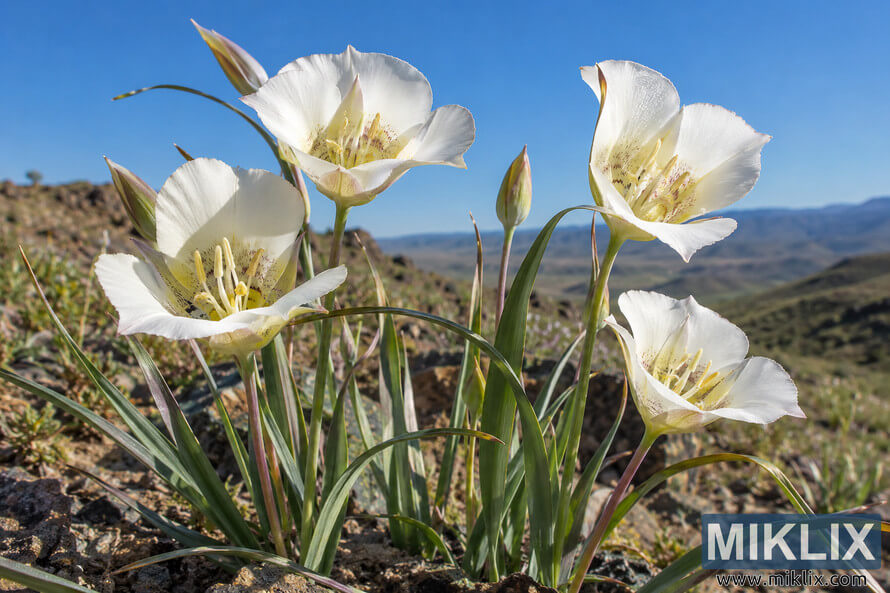 Close-up of white cup-shaped Calochortus flowers and narrow green leaves on a rocky hillside, with distant mountains and a clear blue sky. Close-up of white cup-shaped Calochortus flowers and narrow green leaves on a rocky hillside, with distant mountains and a clear blue sky.