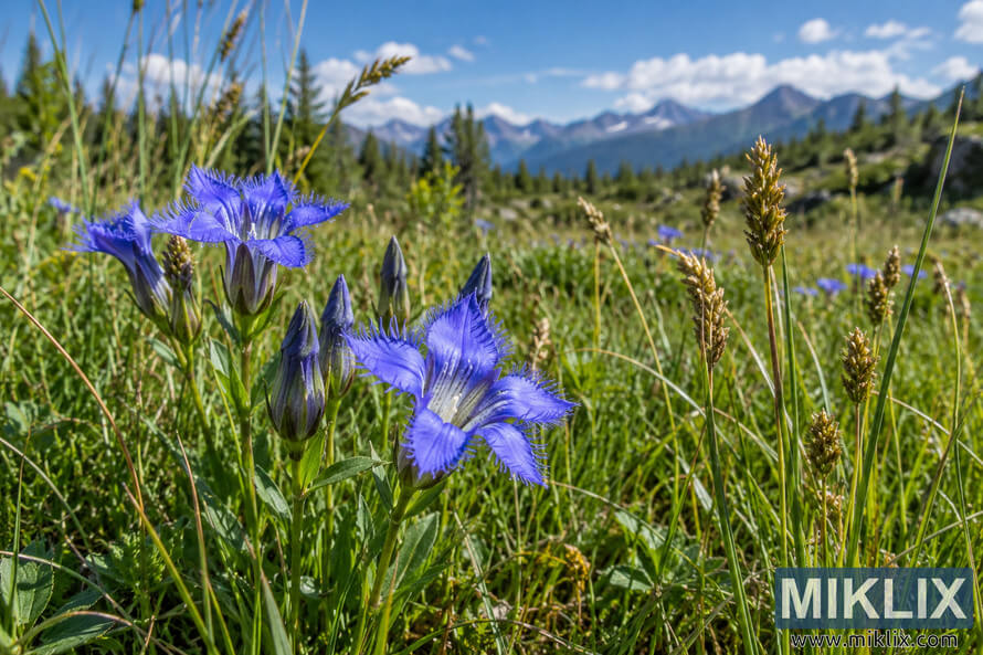 Blue-violet fringed gentians growing among green sedges in a sunny summer meadow, with conifer trees, distant mountains, and a blue, cloud-dotted sky. Blue-violet fringed gentians growing among green sedges in a sunny summer meadow, with conifer trees, distant mountains, and a blue, cloud-dotted sky.
