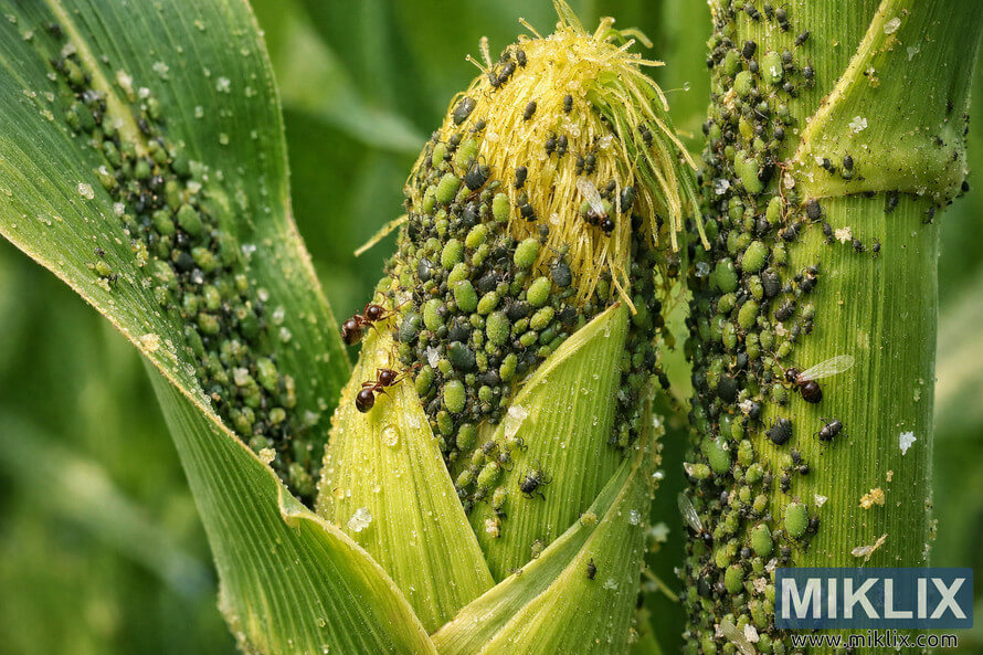 Close-up macro image of a corn ear and leaves covered with dense clusters of green and black aphids, with ants feeding on honeydew.