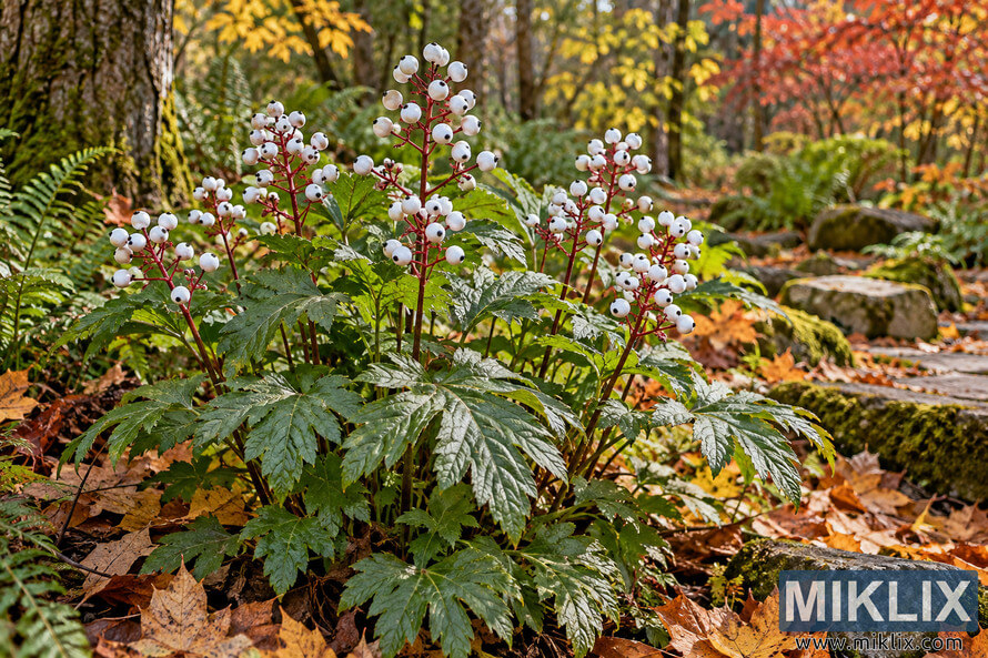 Mature dollâs-eyes plant with clusters of white, dark-spotted berries and red stems among green foliage, mossy rocks, ferns, and autumn leaves. Mature dollâs-eyes plant with clusters of white, dark-spotted berries and red stems among green foliage, mossy rocks, ferns, and autumn leaves.