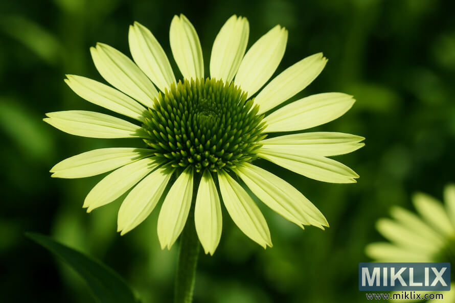 Ù
ÙØ³Ù
گرÙ
ا Ú©Û Ø±ÙØ´Ù د٠Ù
ÛÚº ÛÙÚ©Û Ø³Ø¨Ø² Ù¾ÙÚ©Ú¾ÚÛÙÚº Ø§ÙØ± Ú¯ÛØ±Û سبز سÛÙٹر Ú©ÙÙ ÙØ§ÙÛ Ø³Ø¨Ø² جÛÙÙ Ú©ÙÙÙÙÙØ± Ú©Û Ú©ÙÙØ² اپ تصÙÛØ±Û Ù
ÙØ³Ù
گرÙ
ا Ú©Û Ø±ÙØ´Ù د٠Ù
ÛÚº ÛÙÚ©Û Ø³Ø¨Ø² Ù¾ÙÚ©Ú¾ÚÛÙÚº Ø§ÙØ± Ú¯ÛØ±Û سبز سÛÙٹر Ú©ÙÙ ÙØ§ÙÛ Ø³Ø¨Ø² جÛÙÙ Ú©ÙÙÙÙÙØ± Ú©Û Ú©ÙÙØ² اپ تصÙÛØ±Û