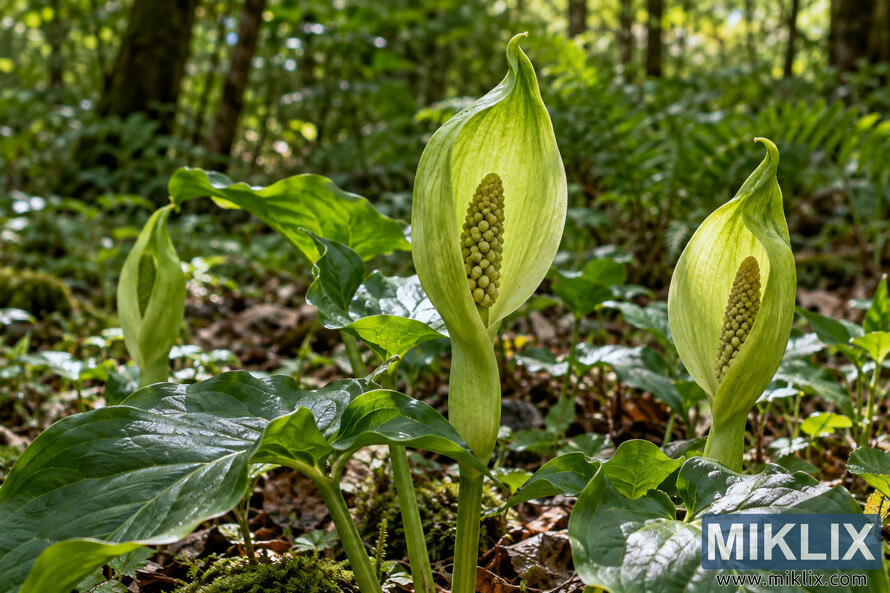 Close-up of pale green hooded flowers with textured spadices among glossy leaves on a shaded woodland floor. Close-up of pale green hooded flowers with textured spadices among glossy leaves on a shaded woodland floor.