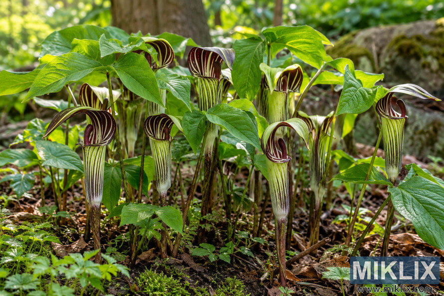 Dense cluster of mature jack-in-the-pulpit-like plants with striped burgundy and green flower hoods among broad leaves on a mossy woodland floor. Dense cluster of mature jack-in-the-pulpit-like plants with striped burgundy and green flower hoods among broad leaves on a mossy woodland floor.