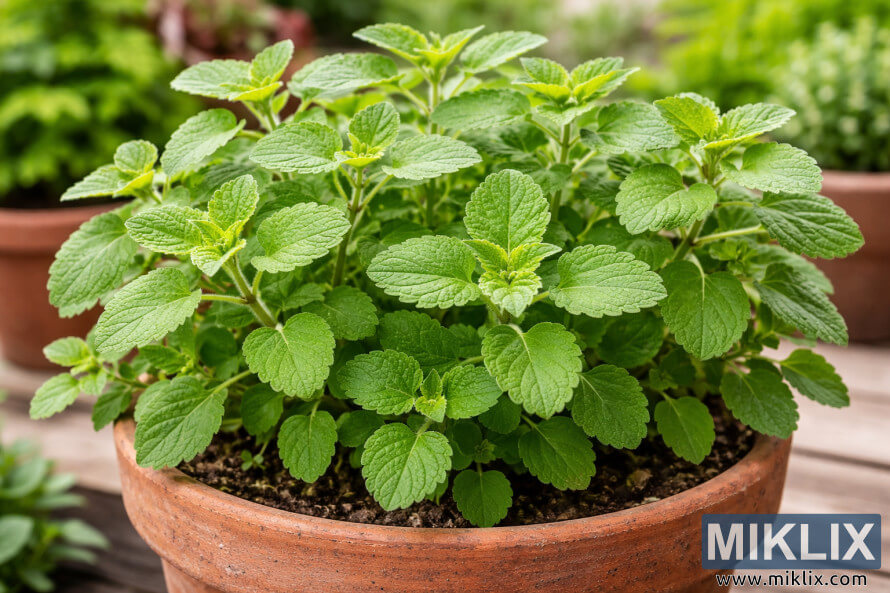 Ù
ÛکسÛÚ©Ù Ø§ÙØ±ÛگاÙ٠کا Ù¾ÙØ¯Ø§ Ø±ÙØ´Ù سبز پتÙÚº Ú©Û Ø³Ø§ØªÚ¾ Ø¨Ø§ÛØ± ÙÚ©ÚÛ Ú©Û Ø³Ø·Ø Ù¾Ø± Ù¹ÛØ±Ø§Ú©Ùٹا Ú©ÙÙ¹ÛÙØ± Ù
ÛÚº اگتا ÛÛÛ Ù
ÛکسÛÚ©Ù Ø§ÙØ±ÛگاÙ٠کا Ù¾ÙØ¯Ø§ Ø±ÙØ´Ù سبز پتÙÚº Ú©Û Ø³Ø§ØªÚ¾ Ø¨Ø§ÛØ± ÙÚ©ÚÛ Ú©Û Ø³Ø·Ø Ù¾Ø± Ù¹ÛØ±Ø§Ú©Ùٹا Ú©ÙÙ¹ÛÙØ± Ù
ÛÚº اگتا ÛÛÛ