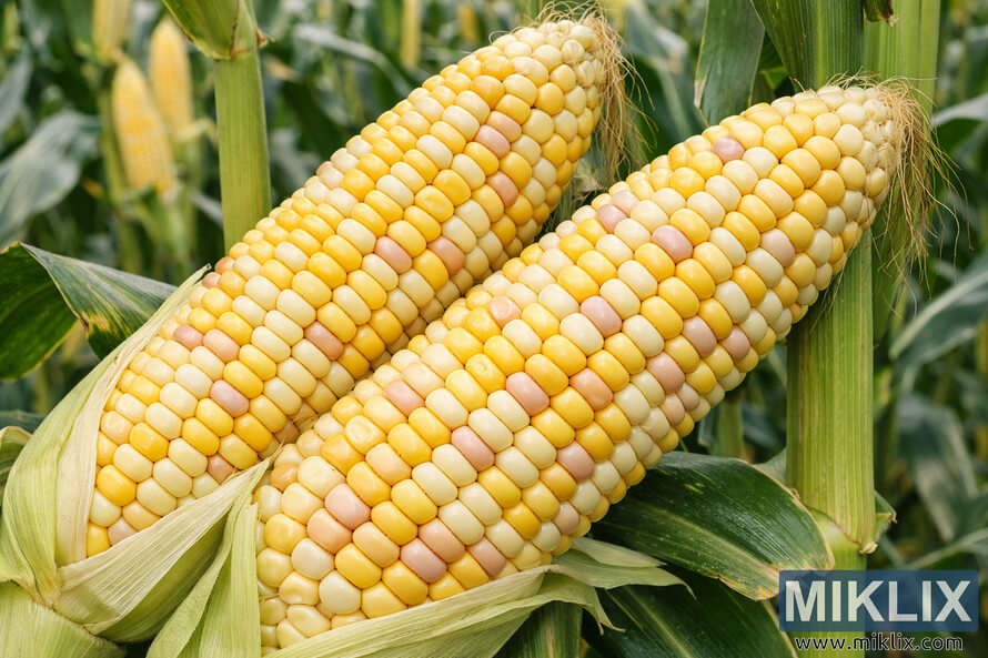 Two large ears of Honey Select sweet corn with yellow, white, and light pink tri-color kernels partially husked in a green cornfield.