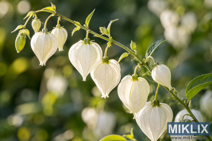 Close-up of translucent white lantern-shaped flowers hanging from a slender green stem against a softly blurred green background. Close-up of translucent white lantern-shaped flowers hanging from a slender green stem against a softly blurred green background.