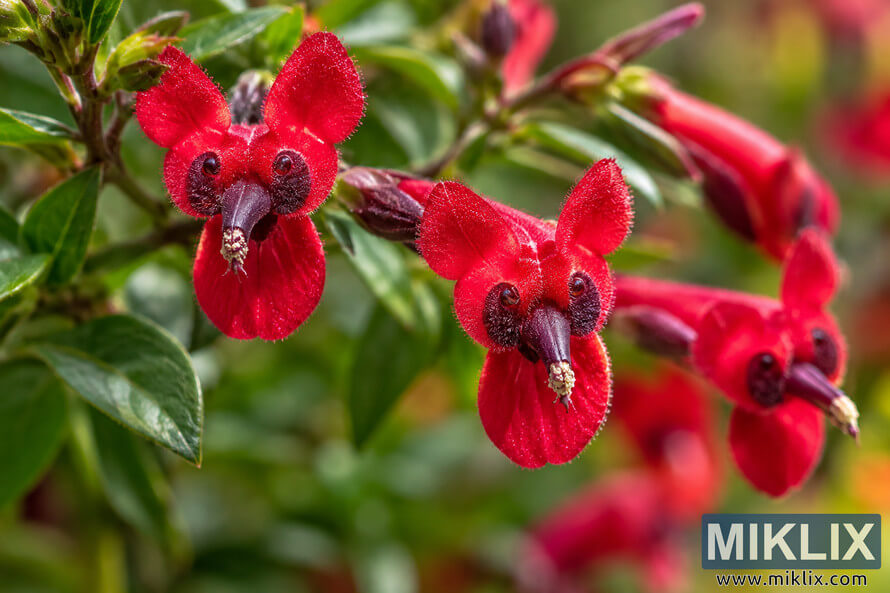 Close-up of vivid red bat-faced cuphea flowers with dark purple centers among glossy green leaves and softly blurred garden foliage. Close-up of vivid red bat-faced cuphea flowers with dark purple centers among glossy green leaves and softly blurred garden foliage.