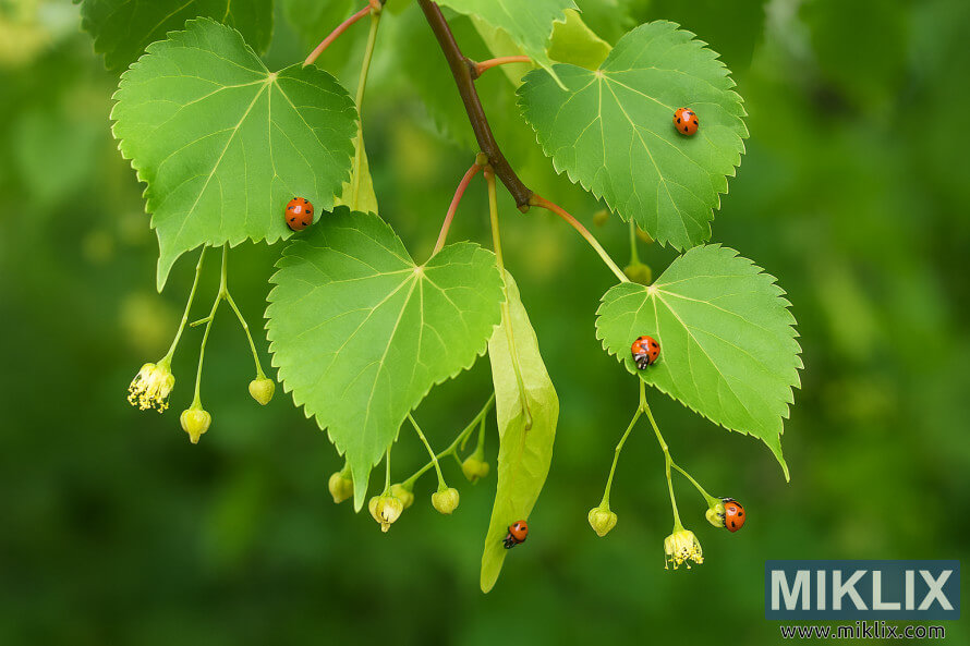 ØµØØª Ù
ÙØ¯ ÙÙÚÙ Ú©Û Ø¯Ø±Ø®Øª Ø¬Ù Ú©Û ÚØ§Ø±ÙÚº طر٠Ù
ÛØ±ÛÚ¯ÙÙÚØ² Ø§ÙØ± ÙÛØ³Ù Ú©Û Ø³Ø§ØªÚ¾ ÙÛÚÛ Ø¨Ú¯Ø² Ø§ÙØ± ÙÛØ³ ÙÙگز Ú©ÛÚÙÚº کا Ø§ÙØªØ¸Ø§Ù
Ú©Ø±ØªÛ ÛÛÚº ØµØØª Ù
ÙØ¯ ÙÙÚÙ Ú©Û Ø¯Ø±Ø®Øª Ø¬Ù Ú©Û ÚØ§Ø±ÙÚº طر٠Ù
ÛØ±ÛÚ¯ÙÙÚØ² Ø§ÙØ± ÙÛØ³Ù Ú©Û Ø³Ø§ØªÚ¾ ÙÛÚÛ Ø¨Ú¯Ø² Ø§ÙØ± ÙÛØ³ ÙÙگز Ú©ÛÚÙÚº کا Ø§ÙØªØ¸Ø§Ù
Ú©Ø±ØªÛ ÛÛÚº