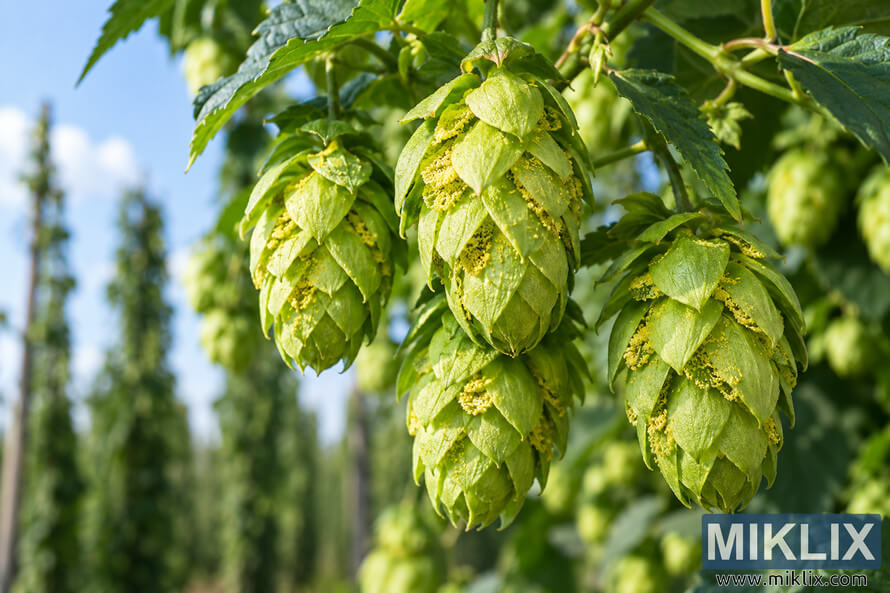 Close-up landscape photograph of vibrant fresh green hop cones hanging on the vine in sunlight, with visible golden-yellow lupulin glands, serrated leaves, and a softly blurred hop field and blue sky in the background. Close-up landscape photograph of vibrant fresh green hop cones hanging on the vine in sunlight, with visible golden-yellow lupulin glands, serrated leaves, and a softly blurred hop field and blue sky in the background.