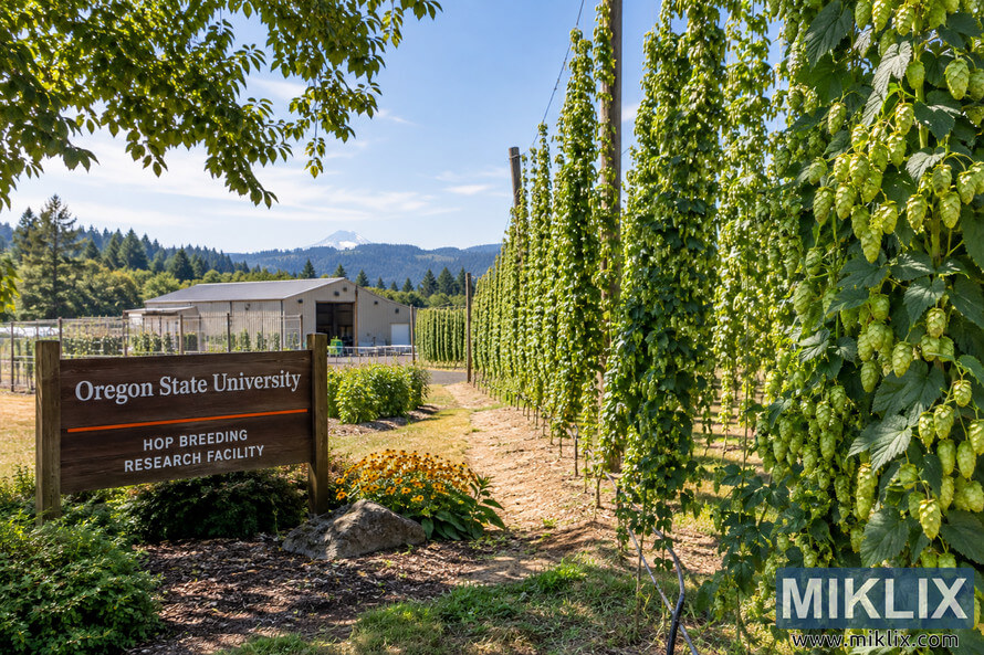Wide sunlit view of a university hop breeding research facility with tall trellised hop bines covered in green cones, a wooden research facility sign, an agricultural building, forested hills, and a distant snow-capped mountain. Wide sunlit view of a university hop breeding research facility with tall trellised hop bines covered in green cones, a wooden research facility sign, an agricultural building, forested hills, and a distant snow-capped mountain.