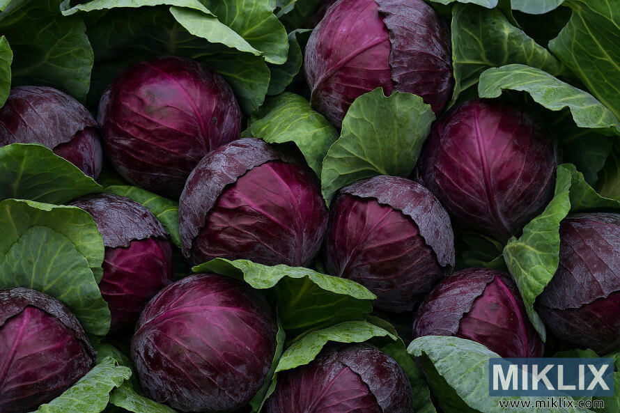 Primer pla de caps de col llombarda amb fulles exteriors verdes desprÃ©s de la collita