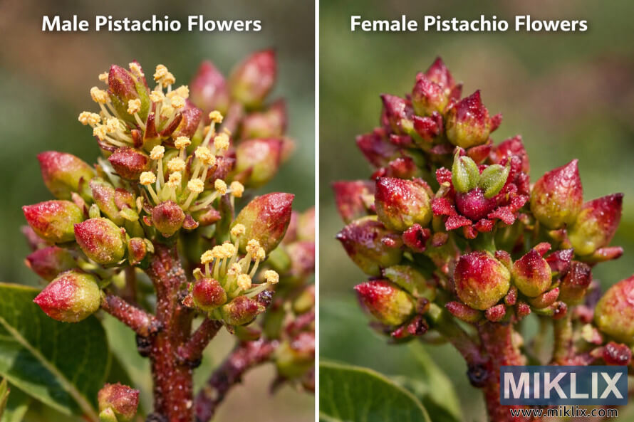 à¬ªà¬¾à¬à¬°à­ à¬¥à¬¿à¬¬à¬¾ à¬®à¬¾à¬à­à¬°à­ à¬à¬®à­à¬à¬°à­ à¬¬à¬¾à¬® à¬ªà¬¾à¬°à­à¬¶à­à­±à¬°à­ à¬¹à¬³à¬¦à¬¿à¬ à¬ªà­à¬à¬à­à¬° à¬¸à¬¹à¬¿à¬¤ à¬ªà­à¬°à­à¬· à¬ªà¬¿à¬¸à­à¬¤à¬¾ à¬«à­à¬² à¬à¬¬à¬ à¬¡à¬¾à¬¹à¬¾à¬£ à¬ªà¬¾à¬°à­à¬¶à­à­±à¬°à­ à¬²à¬¾à¬² à¬ªà¬¿à¬·à­à¬à¬¿à¬²à­ à¬¸à¬¹à¬¿à¬¤ à¬®à¬¾à¬ à¬ªà¬¿à¬¸à­à¬¤à¬¾ à¬«à­à¬² à¬¦à­à¬à¬¾à¬¯à¬¾à¬à¬à¬¿à¥¤