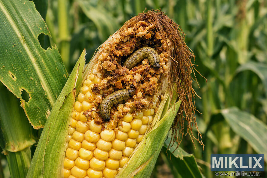 Close-up photograph of a corn cob with severe corn earworm damage and two caterpillars feeding among chewed kernels at the tip.