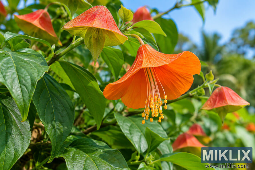 Close-up of a vivid orange parasol-shaped flower with dangling yellow stamens, surrounded by green leaves and red-orange buds against a blurred blue sky. Close-up of a vivid orange parasol-shaped flower with dangling yellow stamens, surrounded by green leaves and red-orange buds against a blurred blue sky.