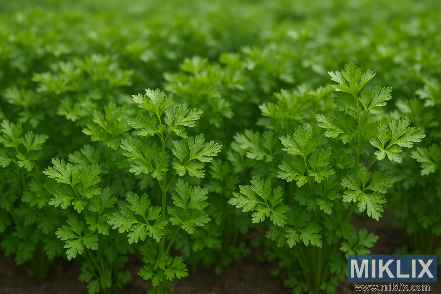 Des plantes de persil vert luxuriantes, densÃ©ment entassÃ©es dans un jardin vibrant sous un doux soleil