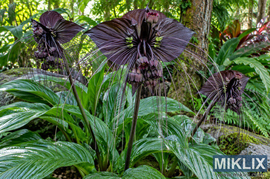 Three dark purple-black bat flowers with long whisker-like filaments growing among glossy green leaves, mossy rocks, and lush shaded foliage. Three dark purple-black bat flowers with long whisker-like filaments growing among glossy green leaves, mossy rocks, and lush shaded foliage.