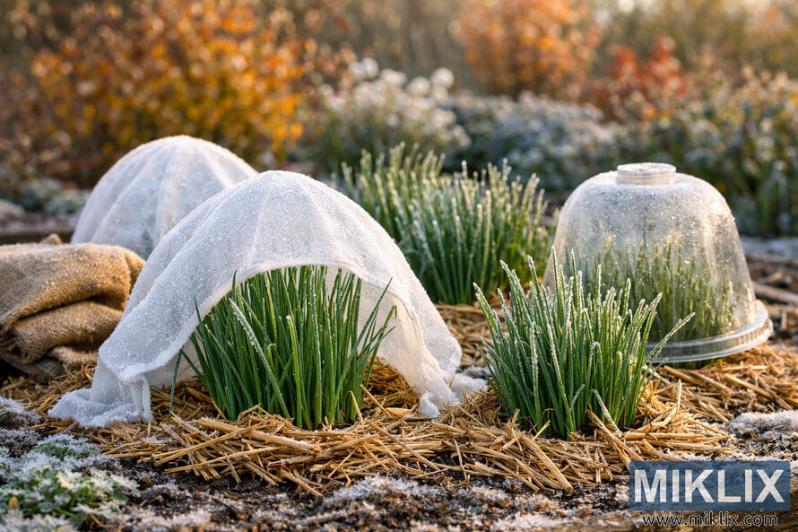 A garden bed of chives in autumn covered with frost protection fabric and straw mulch under morning sunlight. A garden bed of chives in autumn covered with frost protection fabric and straw mulch under morning sunlight.