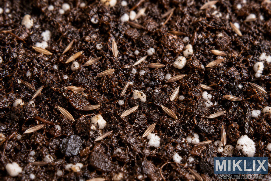 Macro view of small tan-brown seeds scattered across dark, moist seed-starting mix with white porous granules. Macro view of small tan-brown seeds scattered across dark, moist seed-starting mix with white porous granules.
