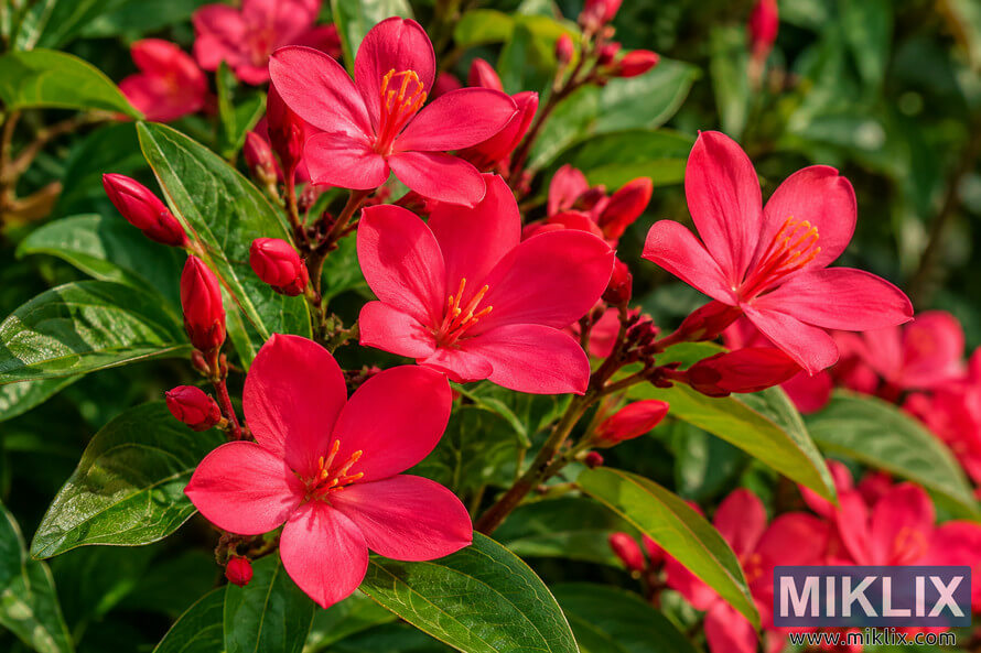 Close-up of vivid pink-red five-petaled flowers and buds among glossy green leaves, with softly blurred foliage in the background.
