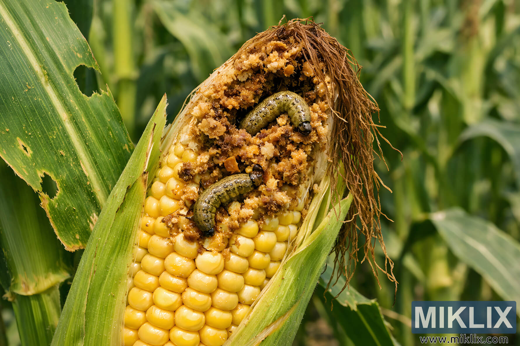 Image: Corn Earworm Damage on Corn Cob in Field - Miklix
