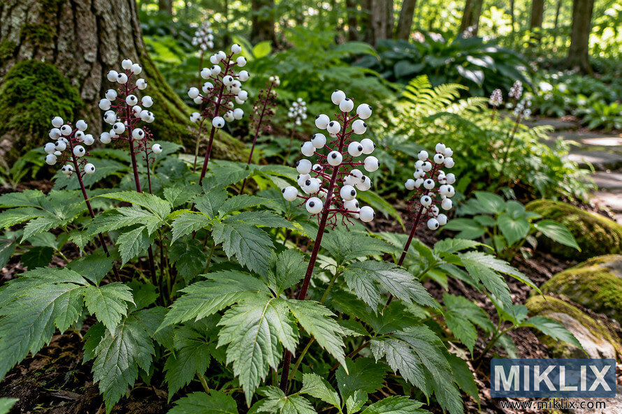 White, black-centered Doll's Eyes berries on red stems among serrated green leaves, ferns, mossy rocks, and trees in a shaded woodland garden. White, black-centered Doll's Eyes berries on red stems among serrated green leaves, ferns, mossy rocks, and trees in a shaded woodland garden.