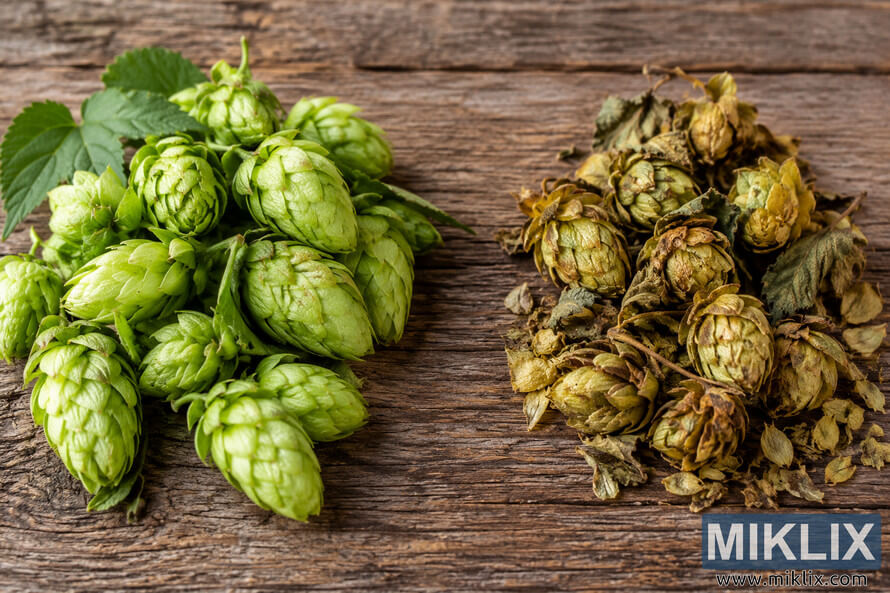 Landscape photograph comparing fresh and degraded hops on rustic wooden planks. Vibrant green, plump hop cones with healthy leaves are grouped on the left, while dry, faded yellow-brown and olive hop cones with brittle leaves and scattered fragments are grouped on the right. Landscape photograph comparing fresh and degraded hops on rustic wooden planks. Vibrant green, plump hop cones with healthy leaves are grouped on the left, while dry, faded yellow-brown and olive hop cones with brittle leaves and scattered fragments are grouped on the right.