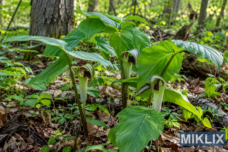 Jack-in-the-Pulpit plants with broad green leaves and striped hooded flowers growing among leaf litter in a sun-dappled woodland. Jack-in-the-Pulpit plants with broad green leaves and striped hooded flowers growing among leaf litter in a sun-dappled woodland.