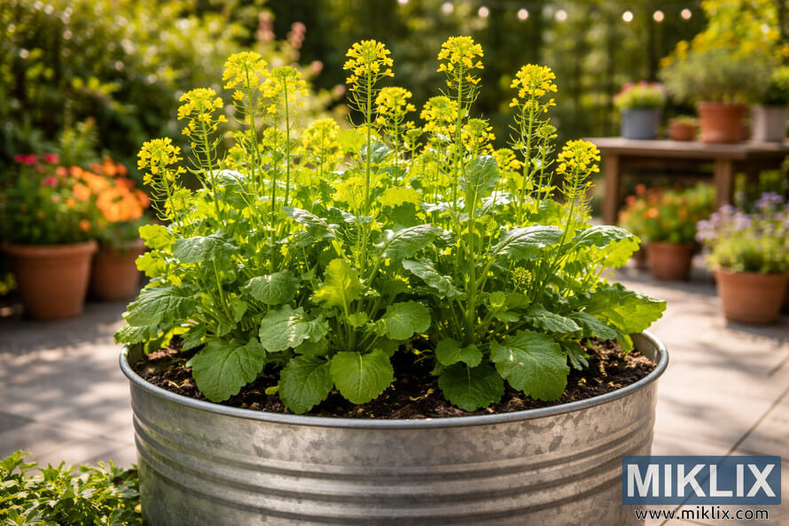 Healthy mustard plants with green leaves and yellow flowers growing in a large galvanized container on a sunny patio.