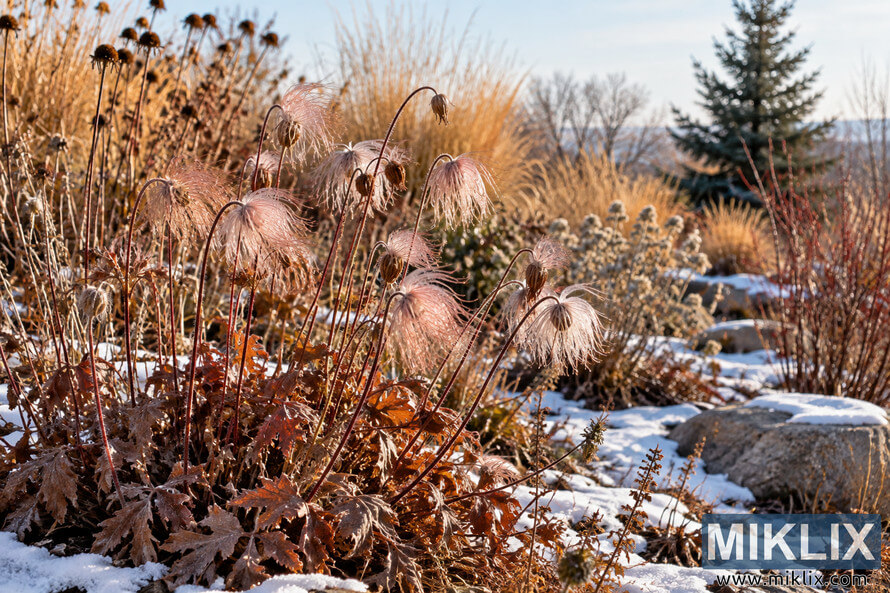 Feathery pink prairie smoke seedheads rise above copper-brown foliage, snow, rocks, and dried native grasses in warm winter sunlight. Feathery pink prairie smoke seedheads rise above copper-brown foliage, snow, rocks, and dried native grasses in warm winter sunlight.