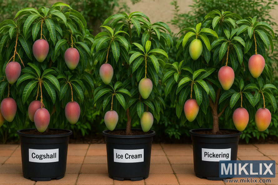 Tri patuljasta stabla manga sorti Cogshall, Ice Cream i Pickering koje rastu u crnim kontejnerima na poploÄanoj terasi, a svako drvo prikazuje grozdove zrelih manga i bujnih zelenih listova.