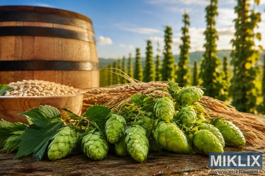 Close-up of fresh green hop cones with dew in a sunlit agricultural scene, with a wooden barrel, barley grains, and hop fields in the background. Close-up of fresh green hop cones with dew in a sunlit agricultural scene, with a wooden barrel, barley grains, and hop fields in the background.