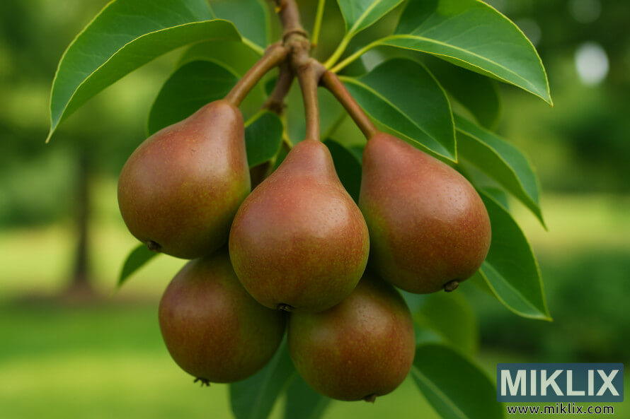 Close-up of ripe Seckel pears in a small cluster with reddish-brown skins and green leaves.