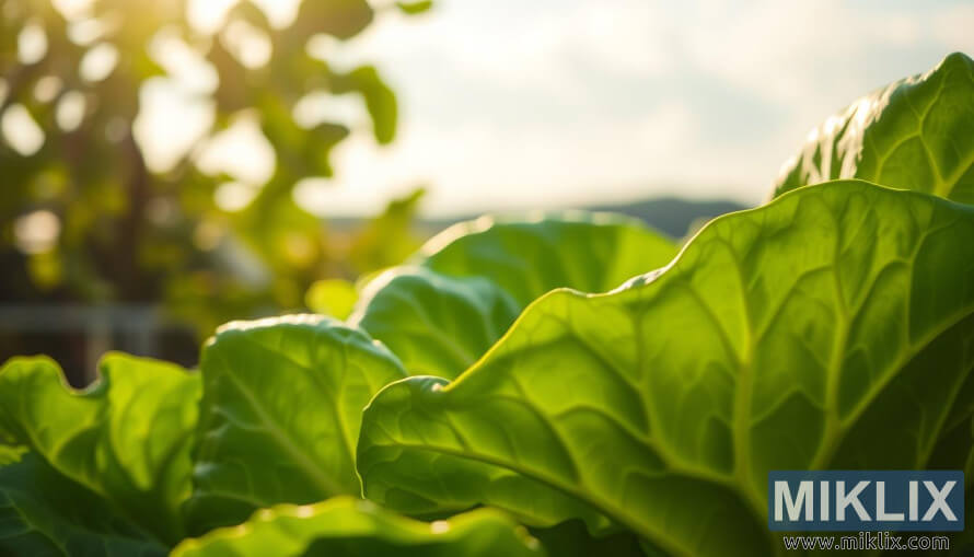 Primer pla de fulles de col verda fresca amb venes visibles en una llum cÃ lida i suau.