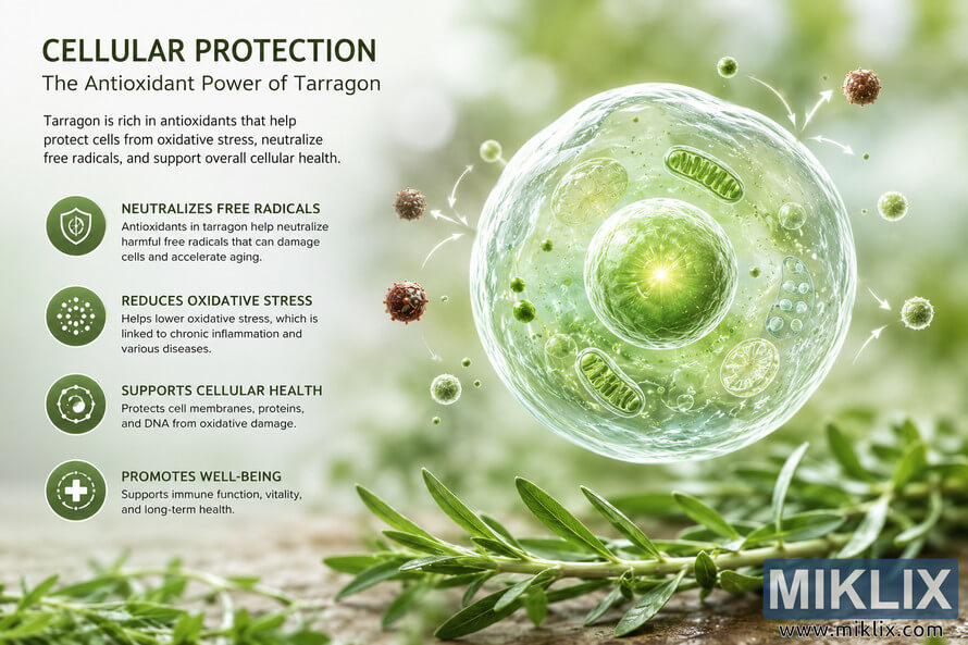 Scientific visualization of a glowing human cell surrounded by fresh tarragon leaves, illustrating antioxidant protection against oxidative stress and free radicals in a green natural environment. Scientific visualization of a glowing human cell surrounded by fresh tarragon leaves, illustrating antioxidant protection against oxidative stress and free radicals in a green natural environment.