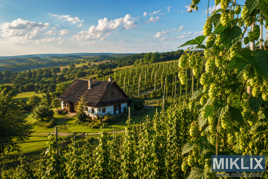Golden-hour landscape of hop bines on trellises beside a traditional Polish farmhouse, with rolling green fields and a blue sky. Golden-hour landscape of hop bines on trellises beside a traditional Polish farmhouse, with rolling green fields and a blue sky.