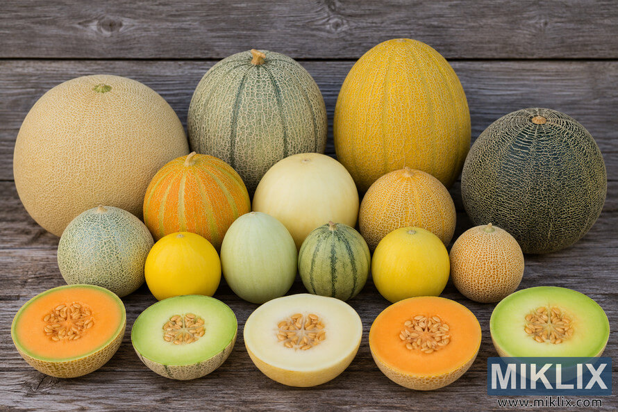 A high-resolution landscape photo showing multiple cantaloupe and melon varieties arranged on a rustic wooden table. The display includes melons of different sizes, shapes, rind textures, and colors, with several cut open to reveal orange, green, and pale flesh under natural lighting.