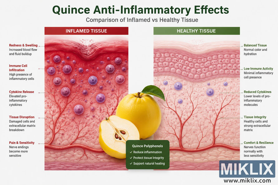 Detailed medical-style infographic comparing inflamed tissue and healthy tissue with quince anti-inflammatory effects. The left side shows red, swollen inflamed tissue with immune cell activity, cytokine release, and tissue disruption, while the right side displays healthy pink tissue with balanced cellular structure and reduced inflammation. A large yellow quince fruit is centered between both tissue examples to symbolize natural anti-inflammatory support. Detailed medical-style infographic comparing inflamed tissue and healthy tissue with quince anti-inflammatory effects. The left side shows red, swollen inflamed tissue with immune cell activity, cytokine release, and tissue disruption, while the right side displays healthy pink tissue with balanced cellular structure and reduced inflammation. A large yellow quince fruit is centered between both tissue examples to symbolize natural anti-inflammatory support.