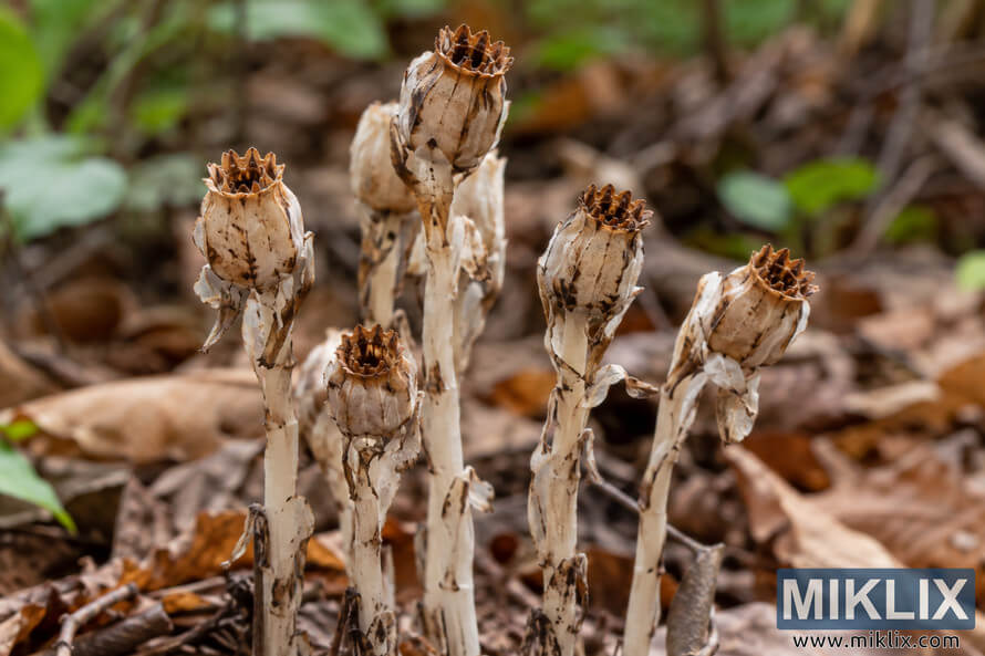 Close-up of pale dried ghost flower stems with brown, open seed capsules rising from leaf litter on a woodland floor. Close-up of pale dried ghost flower stems with brown, open seed capsules rising from leaf litter on a woodland floor.