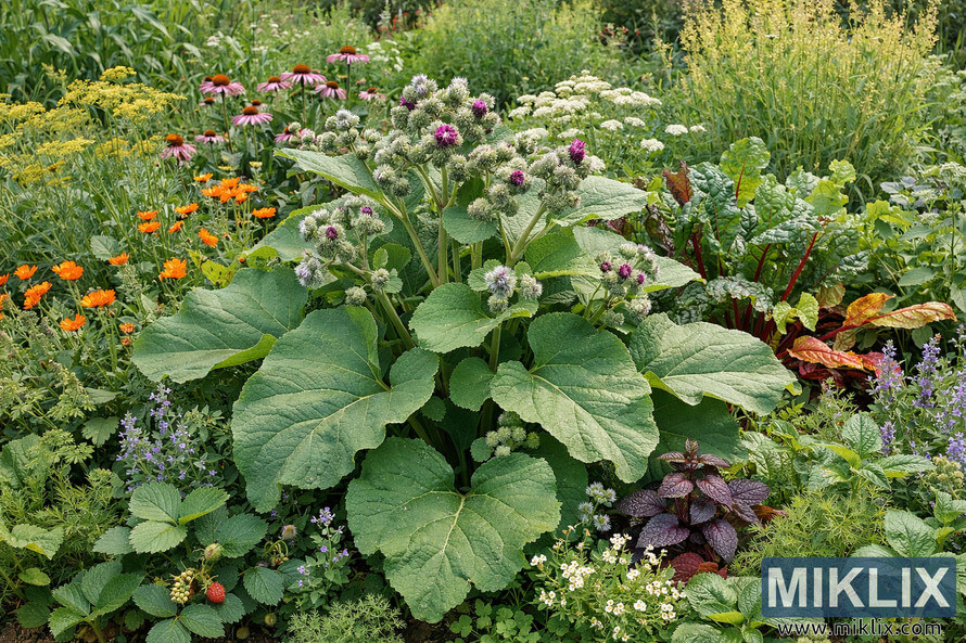 Large burdock plant with broad green leaves growing among calendula, echinacea, yarrow, Swiss chard, herbs, and strawberries in a diverse polyculture garden.